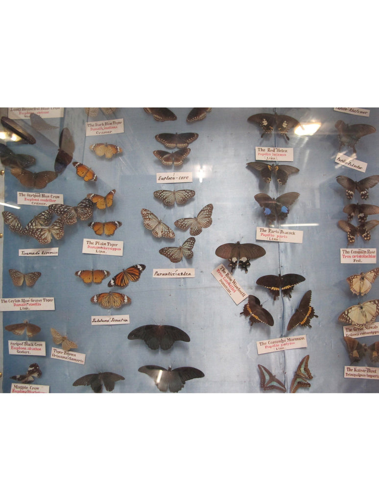 BUTTERFLIES I : WALL ART