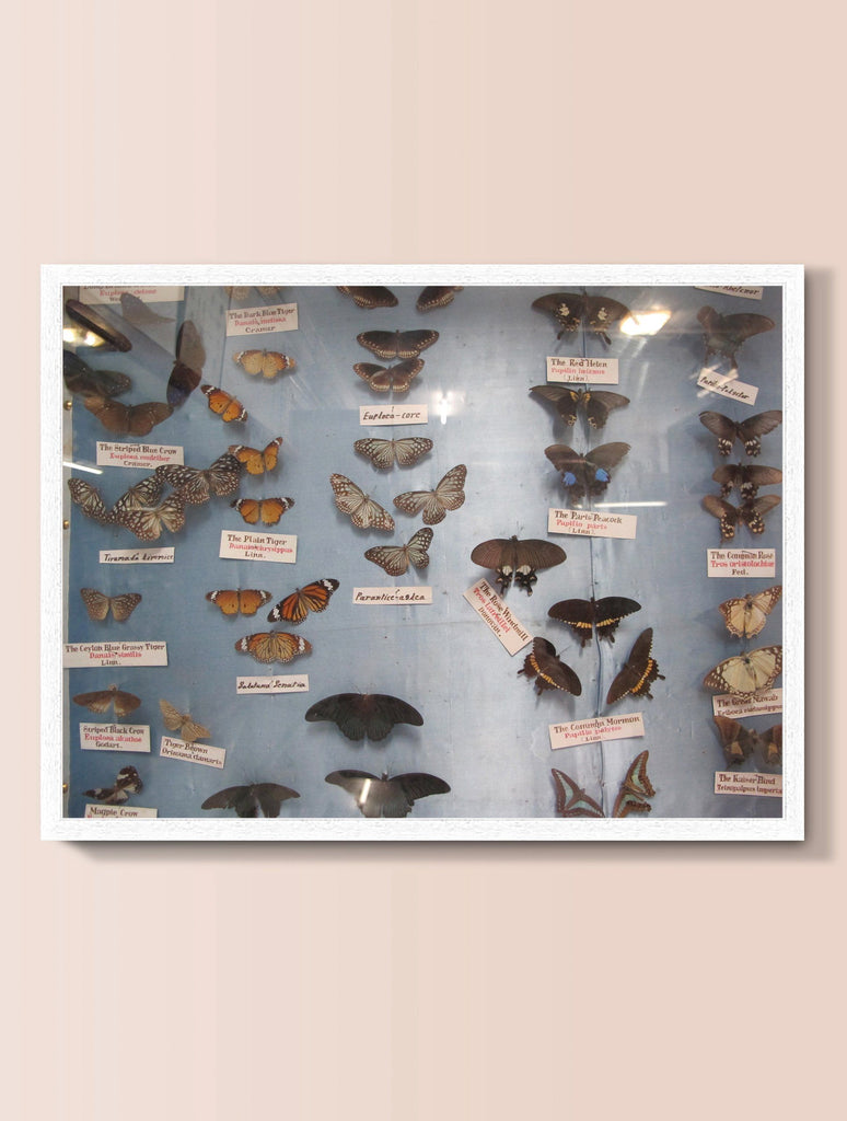 Print - BUTTERFLIES I : WALL ART