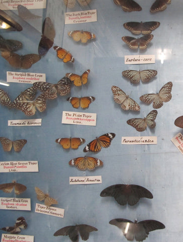 BUTTERFLIES I : WALL ART